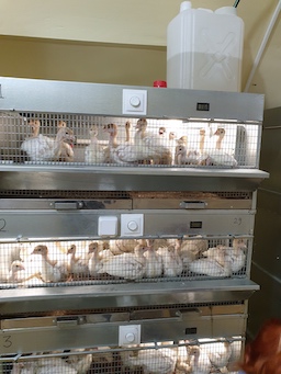 инвестиционный проект вертикально-интегрированного птицекомплекса по производству и переработке мяса
                индейки Сахалинская птица - Фото 3